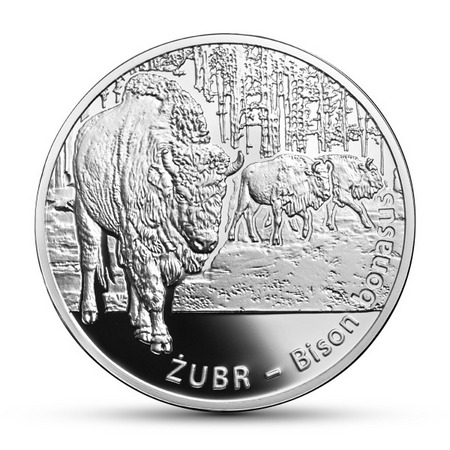 Zwierzęta świata - Żubr